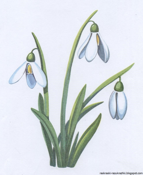 Подснежник для детей