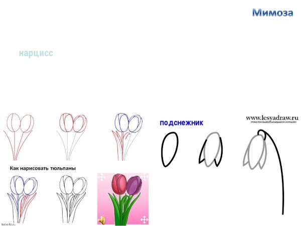 Схема рисования подснежника для детей