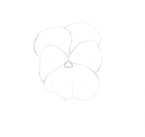 Поэтапное рисование фиалки