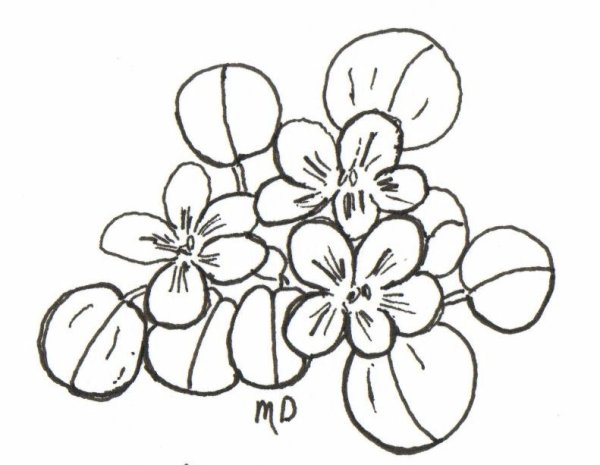 Поэтапный рисунок фиалки