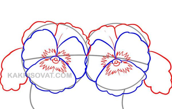 Поэтапный рисунок Анютины глазки