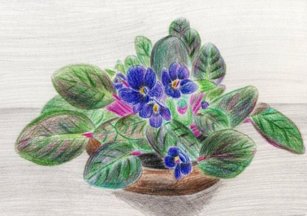 Фиалка Весенняя акварель