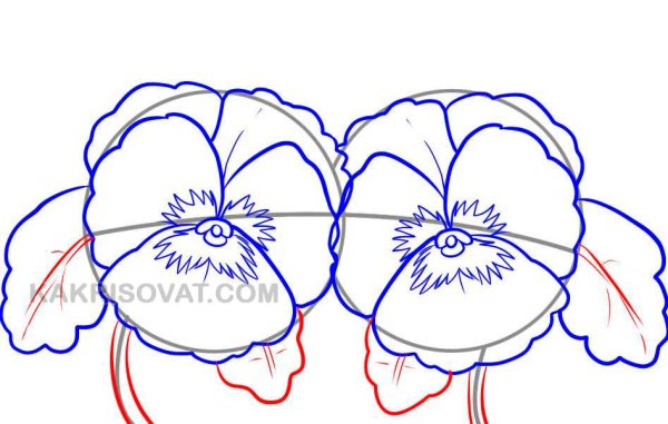 Как нарисовать Анютины глазки поэтапно