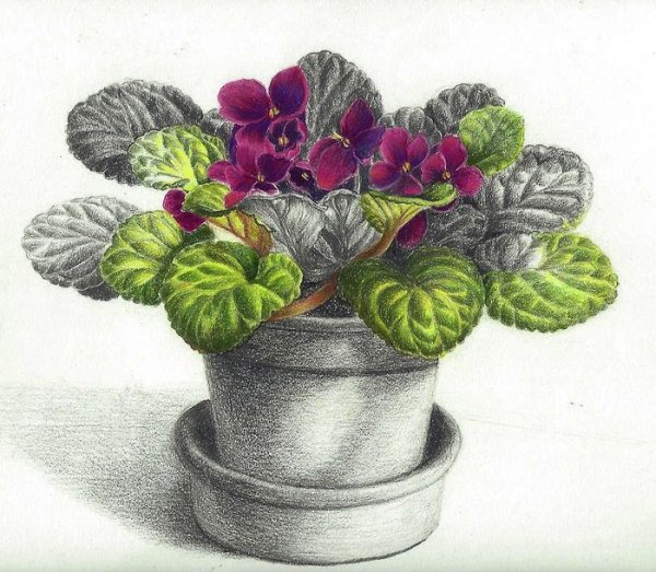 Узамбарская фиалка рисунок