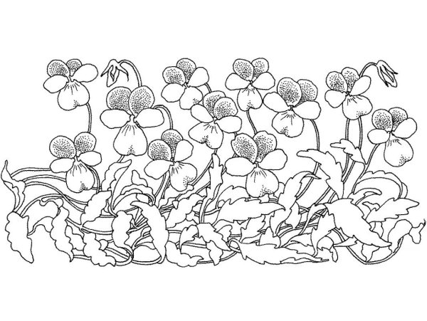 Сенполия раскраска