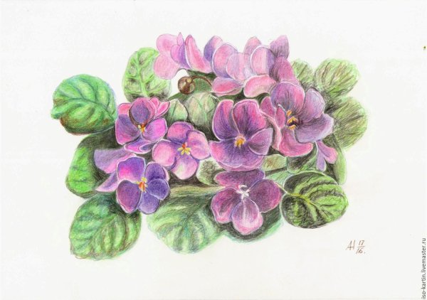 Фиалки risunki