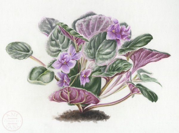 Узамбарская фиалка рисунок