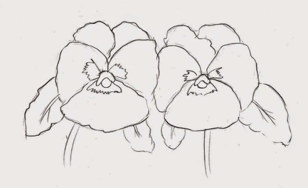 Цветок Анютины глазки карандашом