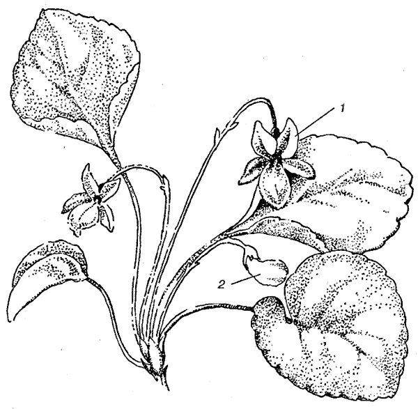 Фиалка топяная раскраска