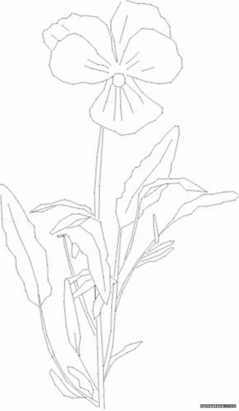 Фиалка карандашом поэтапно