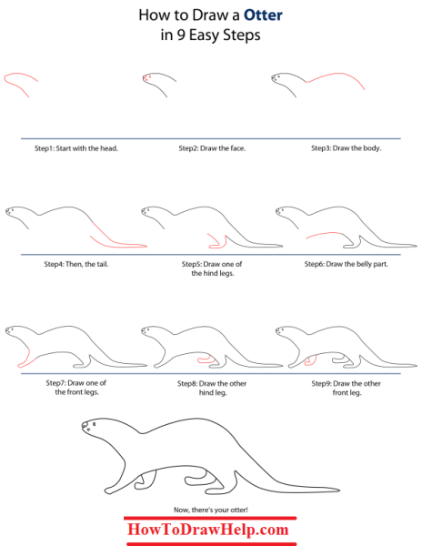 Как нарисовать выдру легко