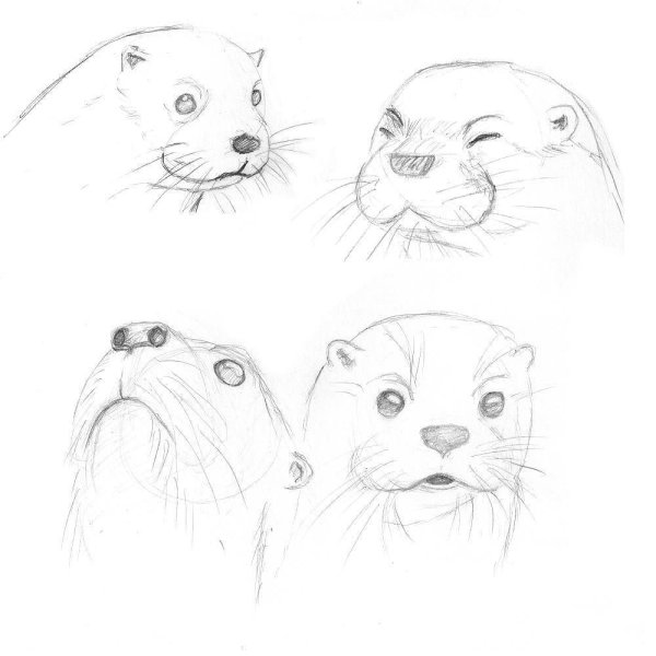 Выдра рисунок поэтапно