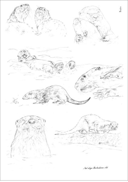 Поэтапное рисование выдры