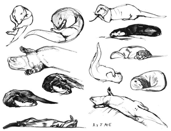 Превращение в выдру