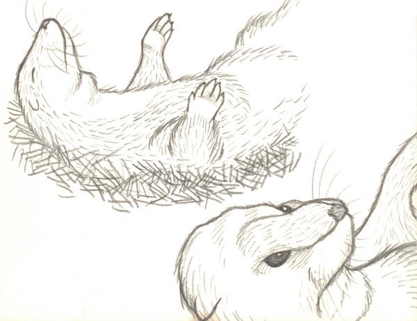 Выдра рисунок легкий