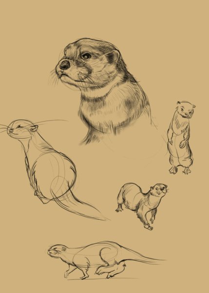 Выдра скетч