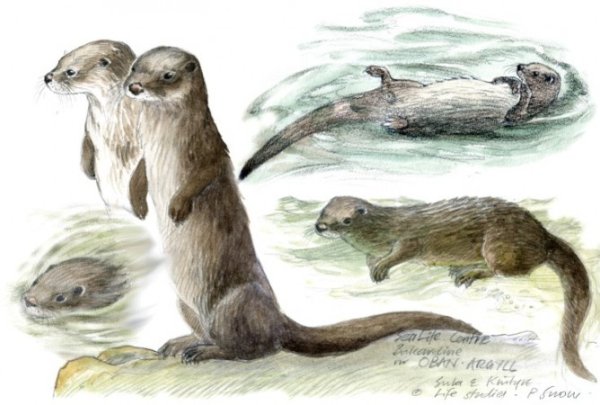 Мангуст акварелью