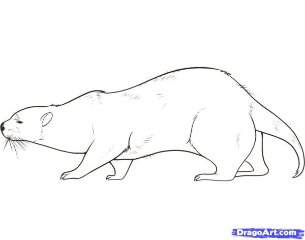 Выдра рисунок карандашом