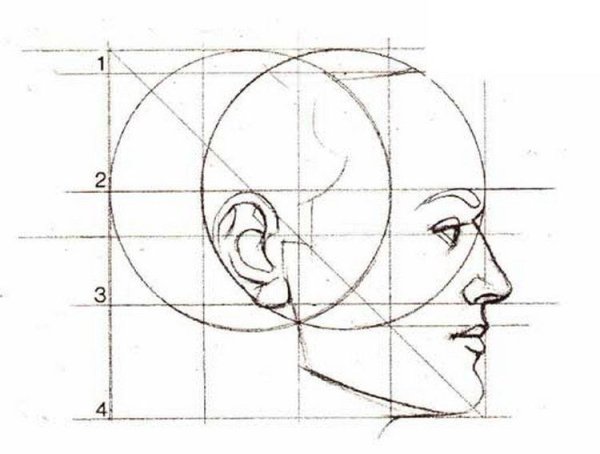 Пропорции лица человека в профиль