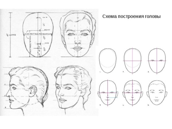 Схематическое изображение головы