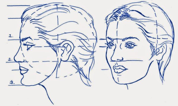 Пропорции женского лица в профиль и анфас