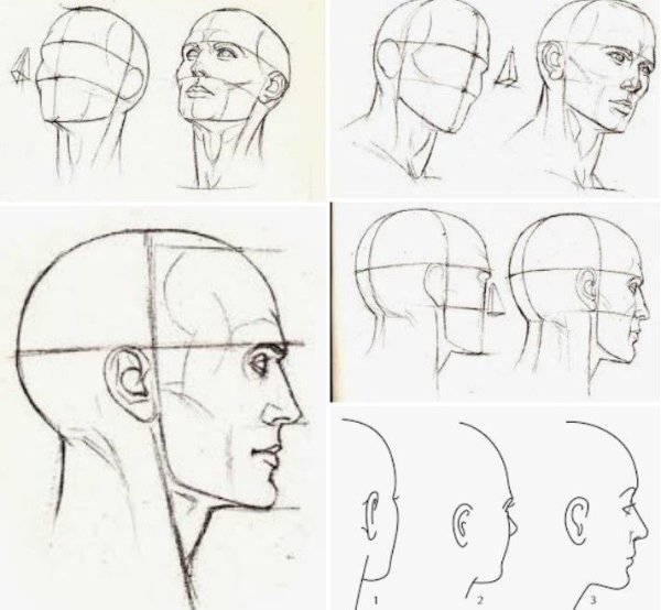 Основы рисования головы