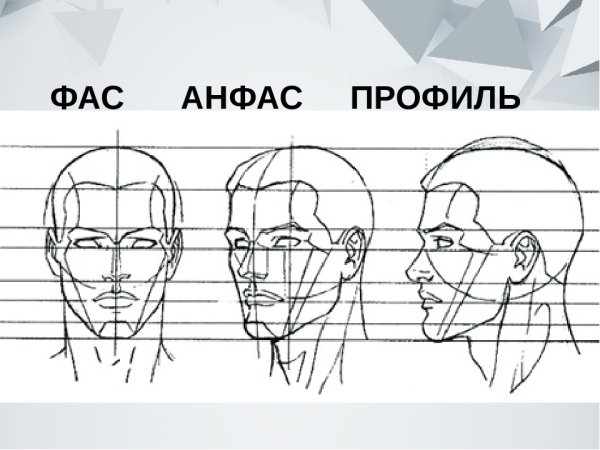 Пропорции головы человека ФАС И анфас