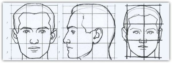 Пропорции головы человека анфас