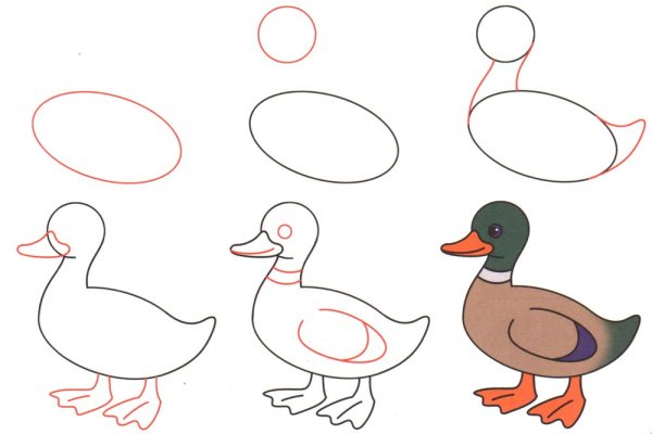 Поэтапное рисование утки