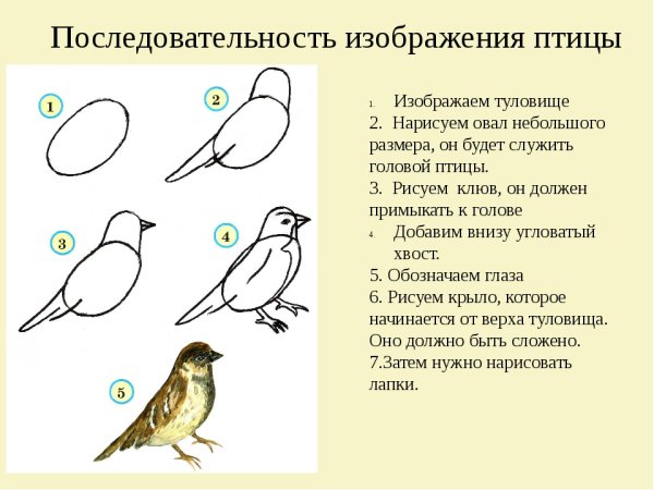 Порядок рисования птицы