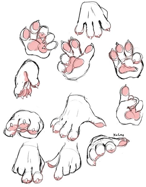 Лапы лисы сбоку референс