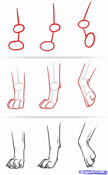 Лапы кота для рисования