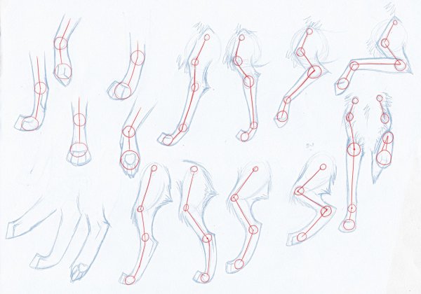 Анатомия волка референс лапы