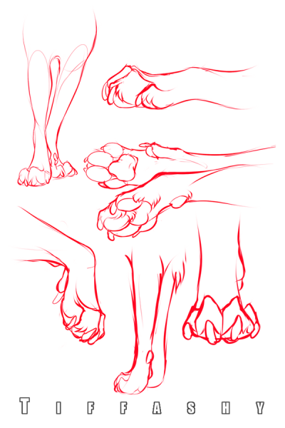 Лапы Волков референс