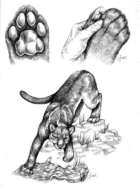 Тату Тигриная лапа