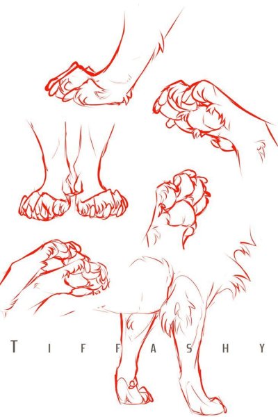 Лапы кошки туториал референс