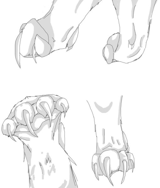 Кошачья лапа снизу референс