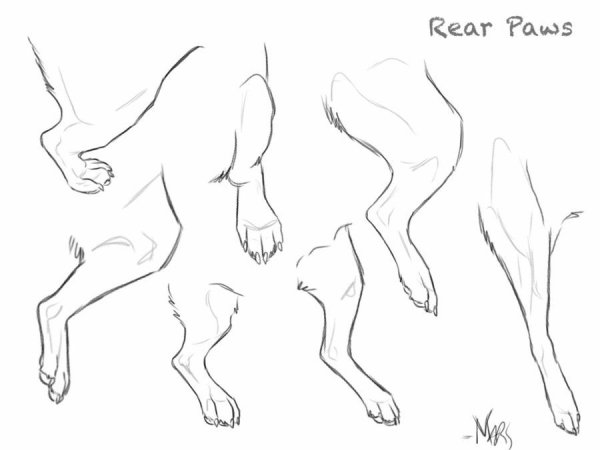 Лапы собаки референс туториал