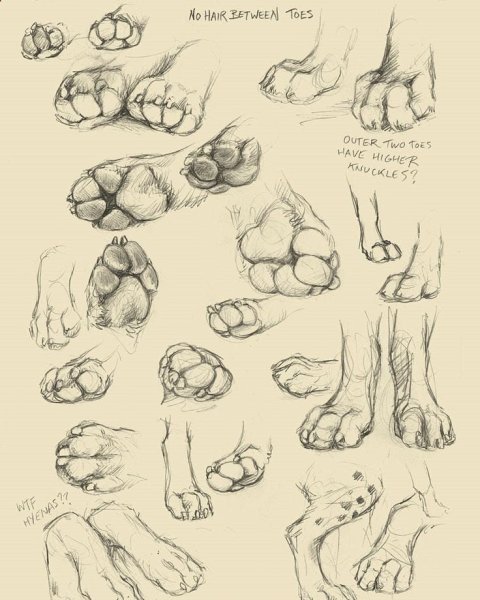 Лапы кота референс для анатомия