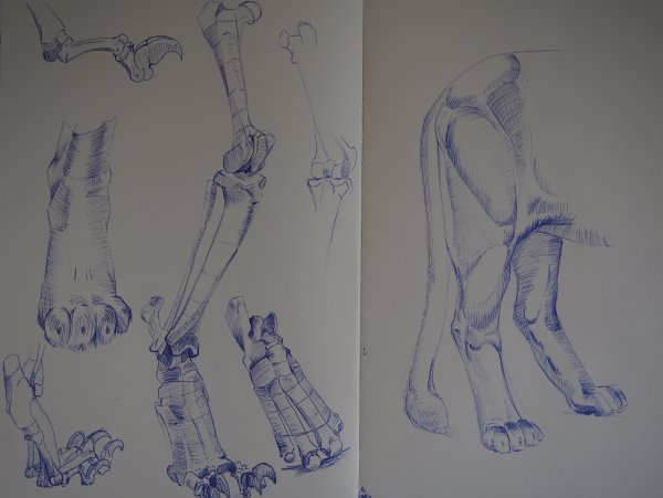 Анатомия лап Львов