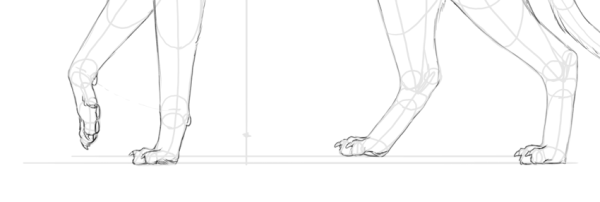 Анатомия кошачьих лап сверху