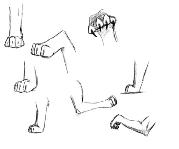 Нарисовать лапу