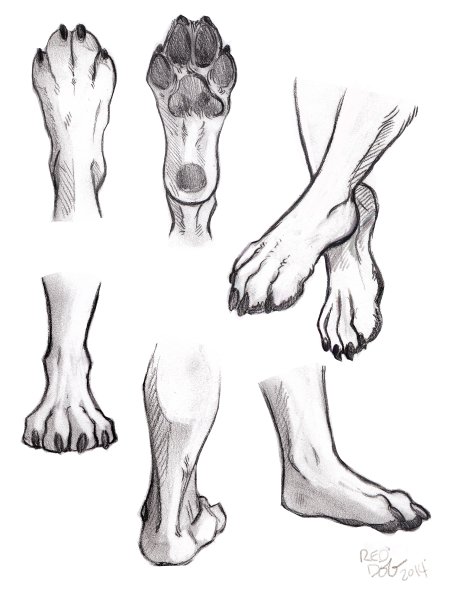 Лапы волка референс