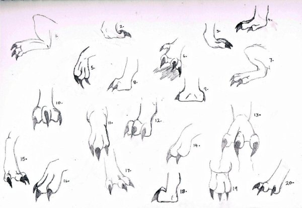 Лапы дракона референс