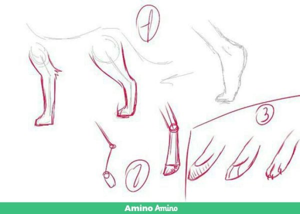 Анатомия лап котов для рисования