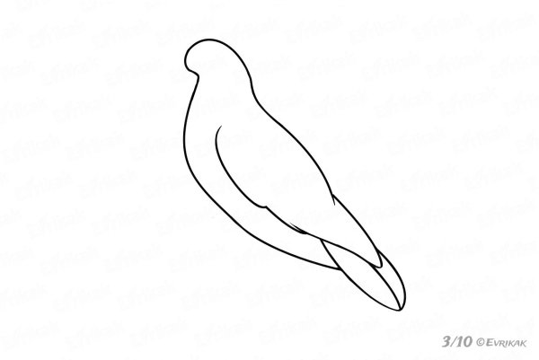 Как нарисовать ястреба легко