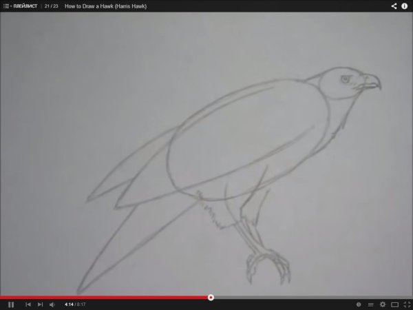 Сокол карандашом для начинающих