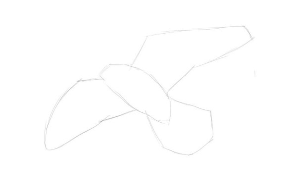 Поэтапное рисование ястреба