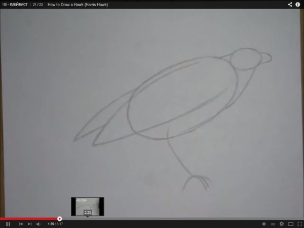 Поэтапный рисунок ястреба