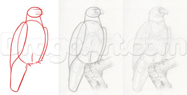 Рисование орла пошагово